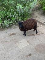 Ouessant, Dieren en Toebehoren, Vrouwelijk, Schaap, 0 tot 2 jaar