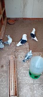 Italiaanse meeuwtjes, Meerdere dieren, Overige soorten