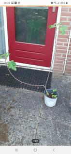🌳VIJGEN BOOM, Tuin en Terras, Planten | Fruitbomen, Ophalen of Verzenden, Minder dan 100 cm, Vijgenboom