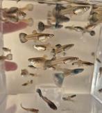 Blue moscow guppen, Dieren en Toebehoren, Vis