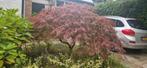 Japanse esdoorn, Tuin en Terras, Ophalen, 100 tot 250 cm