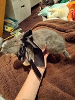 Opgezette konijn- taxidermie, Ophalen of Verzenden