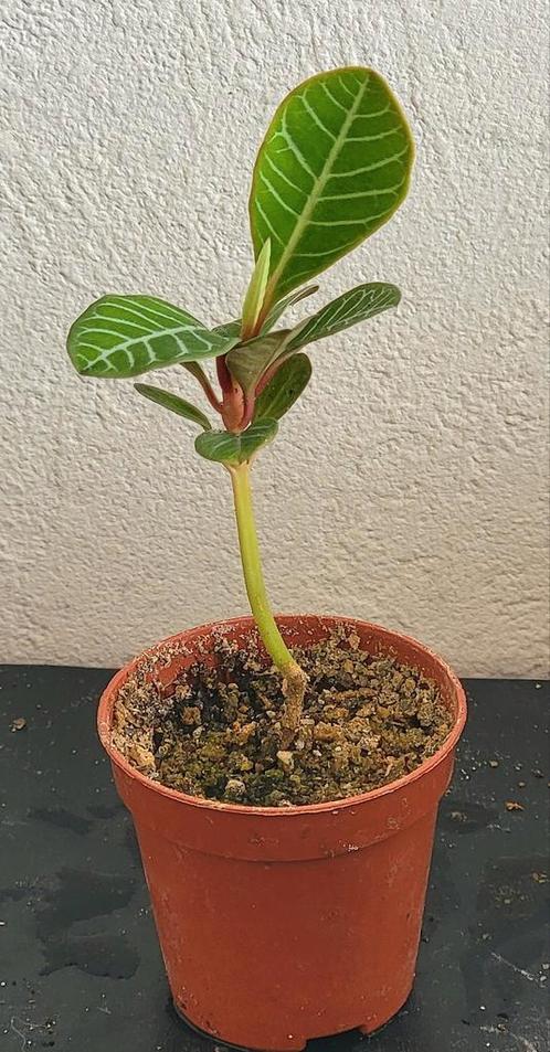 Madagascar Jewel of Euphorbia Leuconera., Huis en Inrichting, Kamerplanten, Overige soorten, Minder dan 100 cm, Halfschaduw, Ophalen of Verzenden