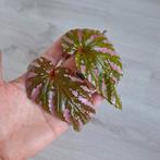 Begonia Brevirimosa plant, Huis en Inrichting, Kamerplanten, Ophalen of Verzenden, Overige soorten, Minder dan 100 cm