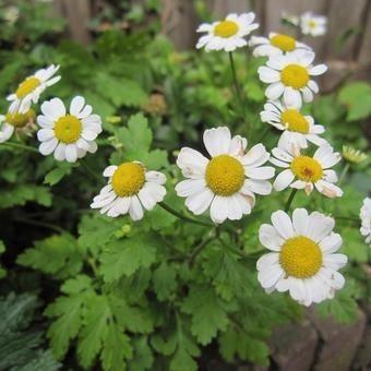 Uit de biologische moestuin: Moederkruid, zaden beschikbaar voor biedingen