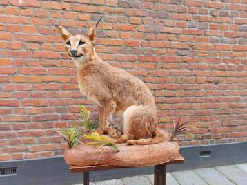 Opgezette caracal Afrika taxidermy opgezet schedel gewei beschikbaar voor biedingen