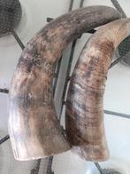 Gewei hoorn, Verzamelen, Ophalen of Verzenden, Zo goed als nieuw, Boerderijdier, Gewei of Kop