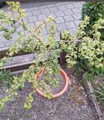 Meidoorn boom, Ophalen, Overige soorten, Volle zon