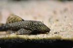 5 stuks Ancistrus (algeneters), Dieren en Toebehoren, Vissen | Aquariumvissen, Vis