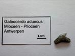 Galeocerdo aduncus (23), Verzamelen, Mineralen en Fossielen, Ophalen of Verzenden, Fossiel