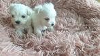 Maltezer pups. Rasecht. Vader en moeder aanwezig, Dieren en Toebehoren, Honden | Chihuahua's en Gezelschapshonden, Overige rassen