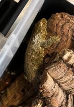 Jonge Leachianus pi, Dieren en Toebehoren, Hagedis, 0 tot 2 jaar