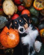 Fotos van uw huisdier ( Hond, kat, Paard, Kip ), Ophalen of Verzenden, Nieuw