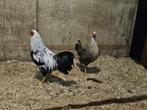 Twentse hoen kriel kippen, Dieren en Toebehoren, Meerdere dieren, Kip
