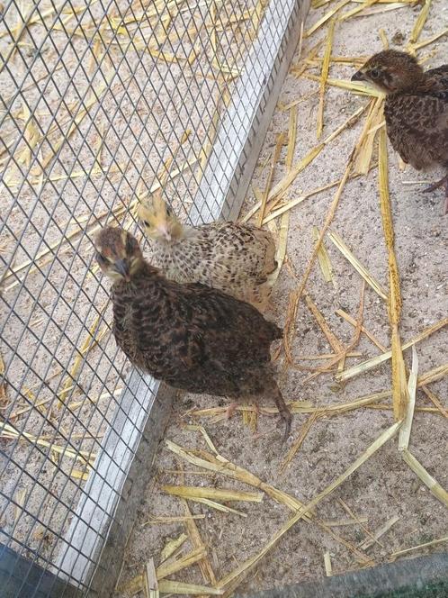 Kwartel Haantjes, Dieren en Toebehoren, Pluimvee, Overige soorten, Mannelijk