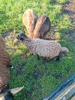 6 ouessant ooien, Dieren en Toebehoren, Schapen, Geiten en Varkens, Vrouwelijk, Schaap