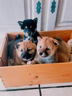 Shiba inu België (Genk), Dieren en Toebehoren, België, Particulier, Rabiës (hondsdolheid), 8 tot 15 weken