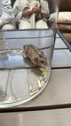 Hamster, Dieren en Toebehoren, Knaagdieren, Juli, Mannelijk, Hamster
