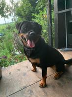 Rottweiler, Teef, Eén hond, 3 tot 5 jaar, Nederland