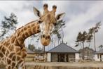 Tickets safaripark beekse bergen, Tickets en Kaartjes