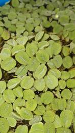 Aquariumplantjes, Dieren en Toebehoren, Ophalen, Zo goed als nieuw, Plant(en), Steen of Hout