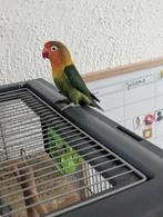 Twee Agapornissen te koop