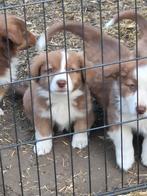 Unieke Borgi Puppy's, Dieren en Toebehoren, België, Particulier, Rabiës (hondsdolheid), Overige rassen