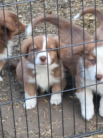  Unieke Borgi Puppy's  beschikbaar voor biedingen