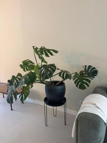 Monstera plant incl. pot beschikbaar voor biedingen