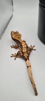 Wimpergekko, Dieren en Toebehoren, Hagedis, 0 tot 2 jaar