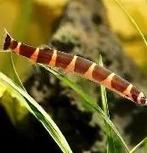 reuzenkuhli €2,50, Dieren en Toebehoren, ., Overige typen, Nieuw, Ophalen of Verzenden