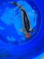 Maruten goshiki en goshiki 65 a 70cm koi karpers japans vis, Karper of Koi