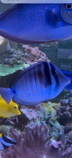 Zebrasoma desjardinii ( zoutwater doktersvis), Dieren en Toebehoren, Vis, Zoutwatervis