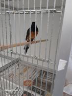 2 x man schama, Dieren en Toebehoren, Vogels | Overige Vogels, Mannelijk, Tropenvogel, Geringd
