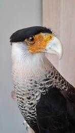Opgezette Caracara, Verzamelen, Dierenverzamelingen, Ophalen of Verzenden, Nieuw, Opgezet dier