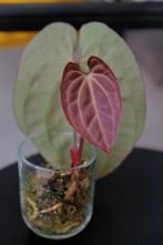 Anthurium Besseae aff., Ophalen of Verzenden, Halfschaduw, Minder dan 100 cm