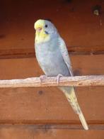 grasparkiet pop, Dieren en Toebehoren, Vogels | Parkieten en Papegaaien, Vrouwelijk, Parkiet