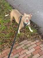 American bully, Dieren en Toebehoren, Honden | Niet-rashonden, 15 weken tot 1 jaar, Teef, Eén hond, Nederland