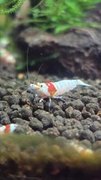 Caridina garnalen Crystal Red PRL hoge gradatie (verzending, Dieren en Toebehoren, Kreeft, Krab of Garnaal, Zoetwatervis, Schoolvis