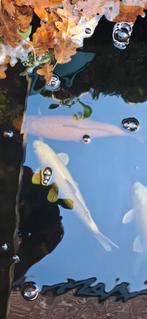 koi met toebehoren, Dieren en Toebehoren, Vissen | Vijvervissen, Karper of Koi