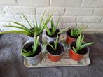 Jonge Aloë Vera planten, Huis en Inrichting, Ophalen, Vetplant, Halfschaduw, Minder dan 100 cm