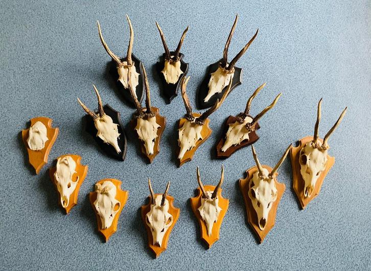 T.e.a.b te koop een Lot ree-geweitjes, Verzamelen, Dierenverzamelingen, Gebruikt, Gewei of Kop, Hert, Ophalen of Verzenden