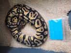 Pastel Hurrican Het Desert Ghost, Dieren en Toebehoren, Reptielen en Amfibieën, Slang, 0 tot 2 jaar