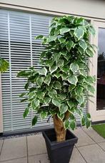 Grote Kunstplant/Boom - 195cm - Realistisch, Huis en Inrichting, Kamerplanten, Ophalen of Verzenden