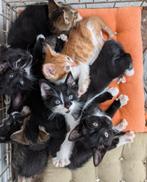 Boerderij kittens, Dieren en Toebehoren