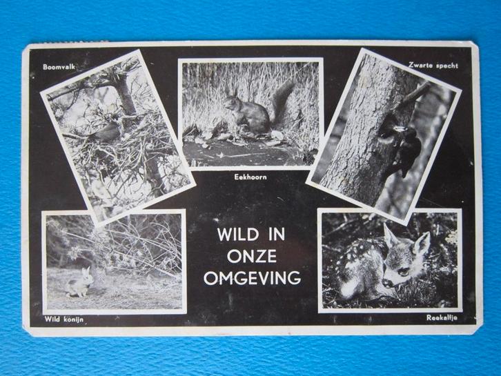 Ansichtkaart: Ellecom, Chr. Vakantieoord "Jeugdland", Verzamelen, Ansichtkaarten | Dieren, Gelopen, 1960 tot 1980, Knaagdier, Ophalen of Verzenden