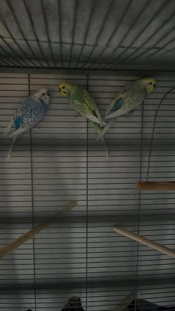 Te koop gevraagd: Grasparkietjes popjes en mannetjes!! beschikbaar voor biedingen