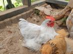 Mooie parelgrijze Cochin kriel haan 13 weken oud, Dieren en Toebehoren, Pluimvee, Mannelijk, Kip