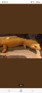 Luipaardgekko, Dieren en Toebehoren, Reptielen en Amfibieën, Hagedis, Tam, 3 tot 6 jaar