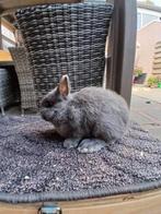 Dwergkonijnen, Dieren en Toebehoren, Konijnen, Meerdere dieren, Dwerg